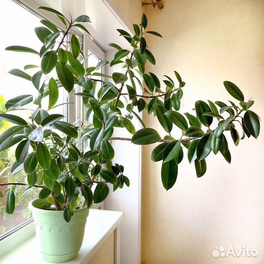 Фикус эластика