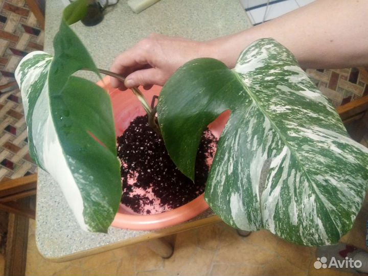 Монстера вариегатная альба