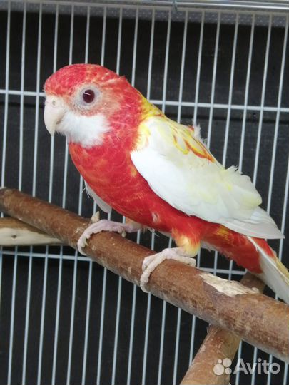 Попугай безщекий и щекастый корелла