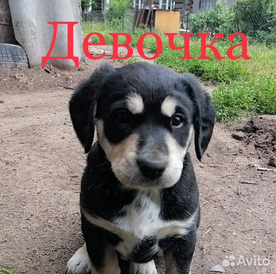 Щенки в дар