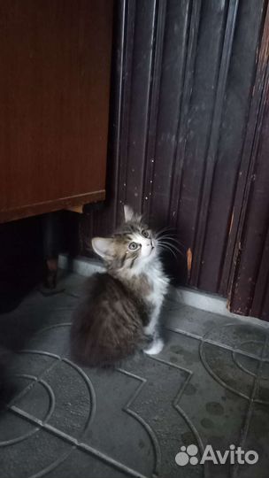 Котята в дар