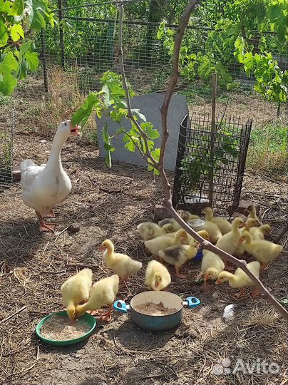 Гусиная семья с гусятами