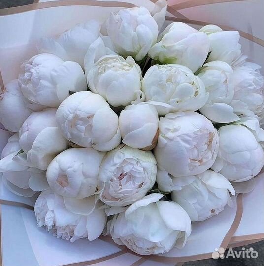 Пионы Цветы Доставка