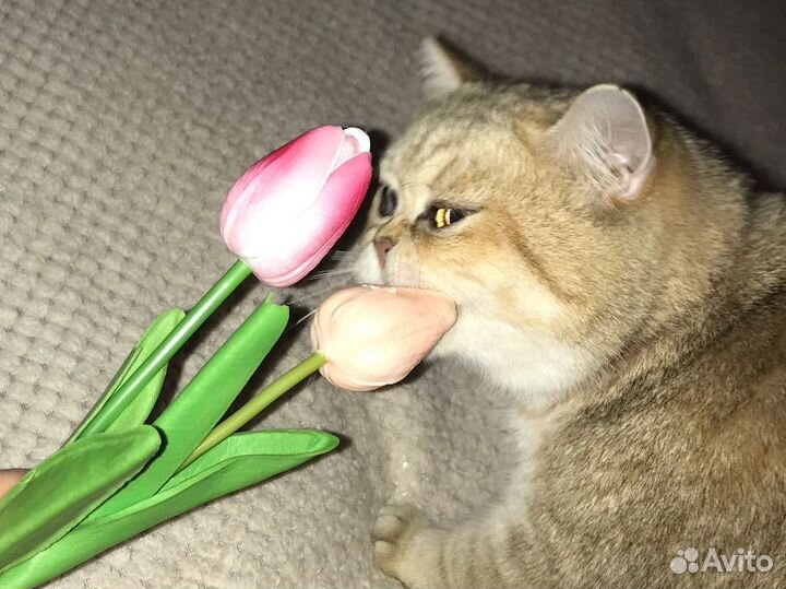 Кошка золотая шиншилла