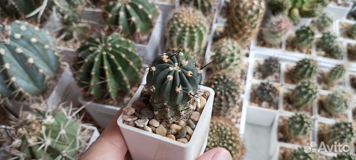 Кактус Lobivia Salitrensis blmt63.01