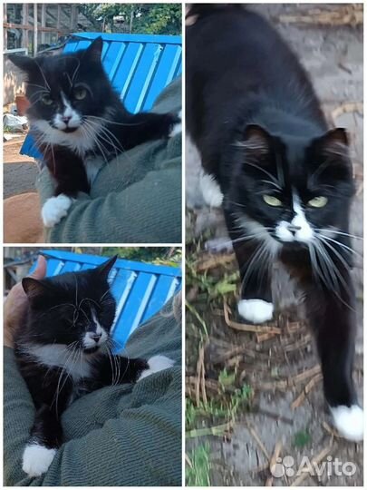 Носик ищет дом