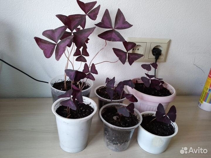 Кислица оксалис фиолетовая