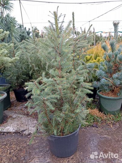 Ель голубая