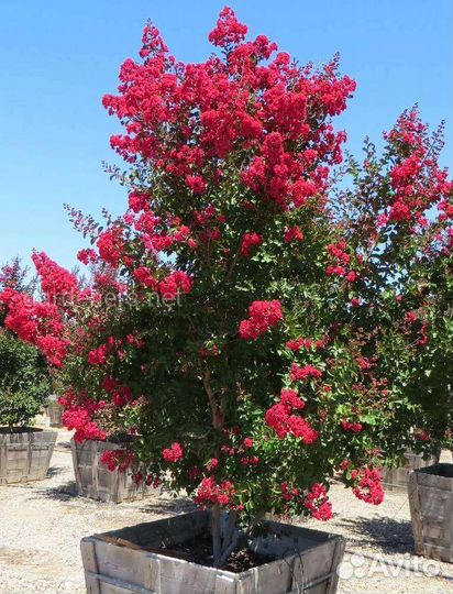 Лагерстремия