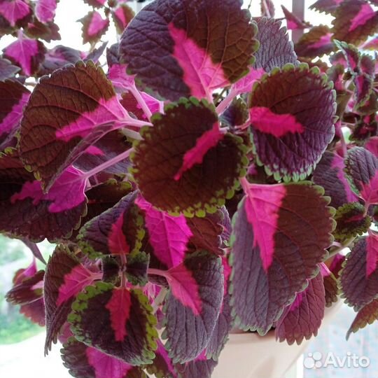 Декоративно лиственный домашний цветок, Колеус