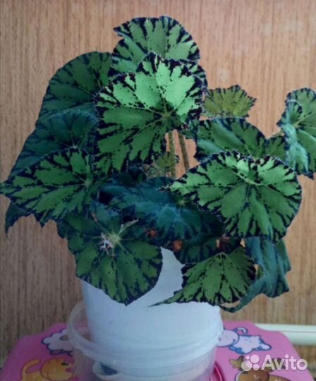 Бегония Бауэра