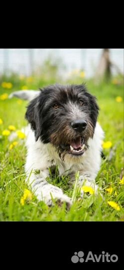 Отдам бесплатно в хорошие руки овчарку каталонскую