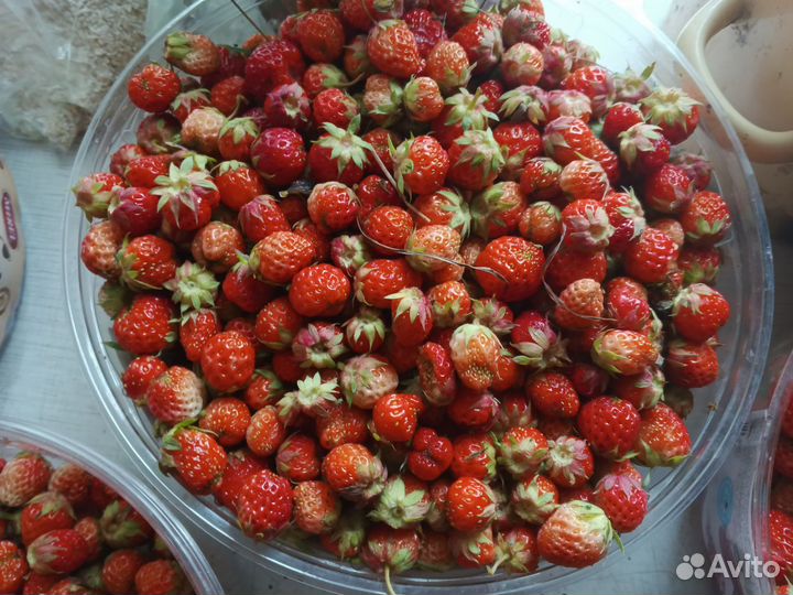 Клубника дикая