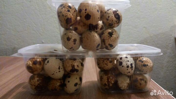 Яйца перепелиные