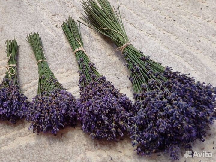Лаванда букеты сухоцветы