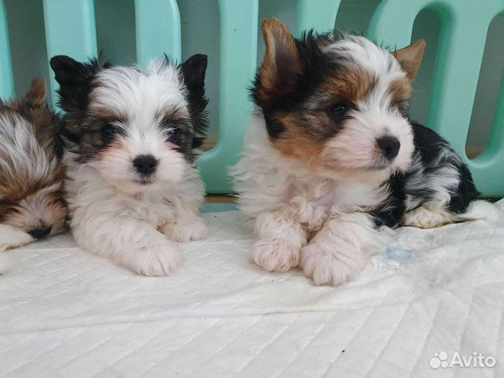 Бивер девчата