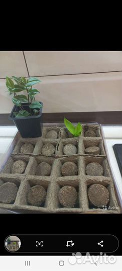 Теплица домашняя