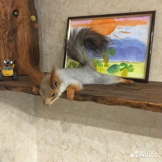 Алтайская белка. Телеутка. Ручные бельчата. Вольер