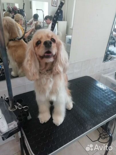 Груминг собак