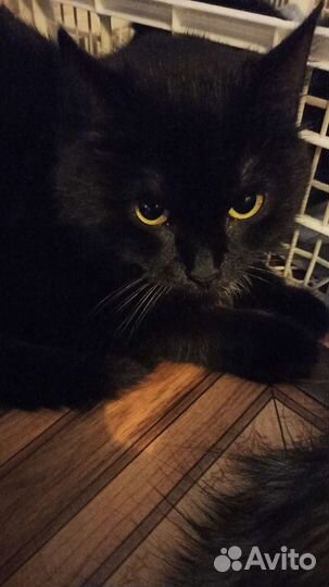 Кошки стерилизованные