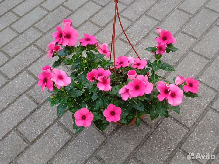 Катарантус