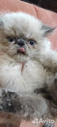 Персидский мальчик колор- пойнт