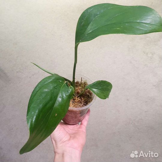 Монстера Карвинского (акумината)