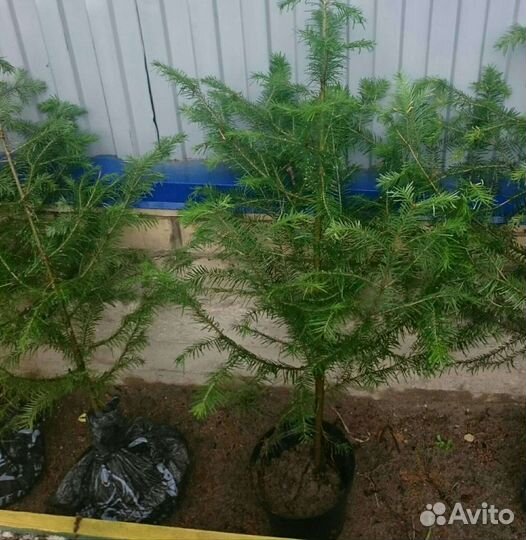 Сибирская пихта саженцы от 45см и выше