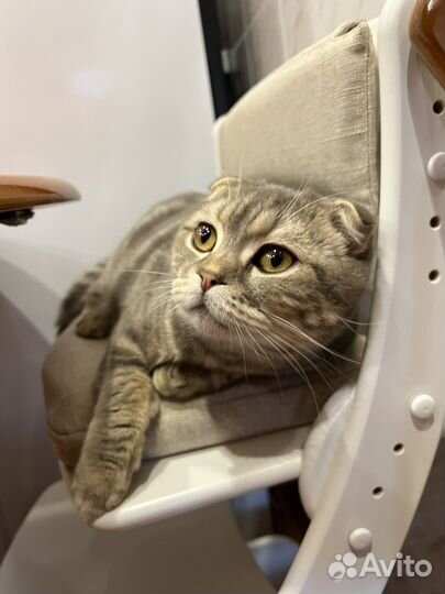 Шотландский вислоухий кот