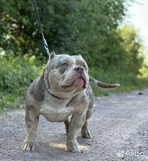 Кобели американского булли для вязки