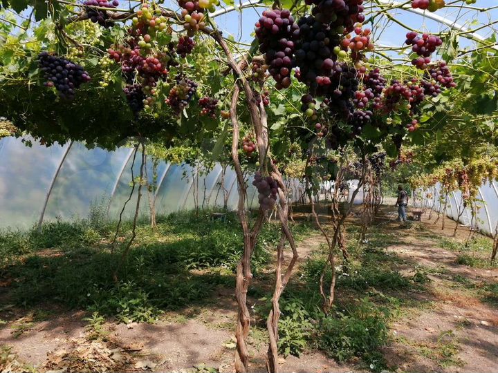 Участок 25 сот. (ИЖС)