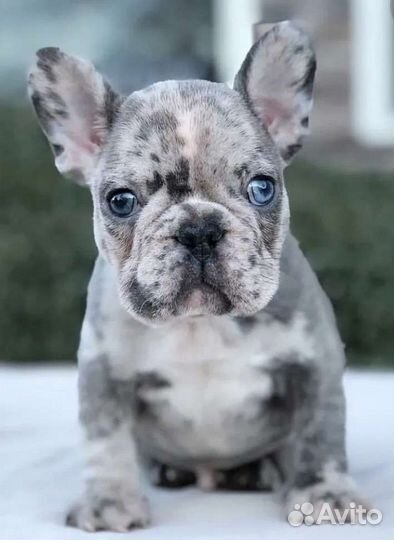 Французский бульдог