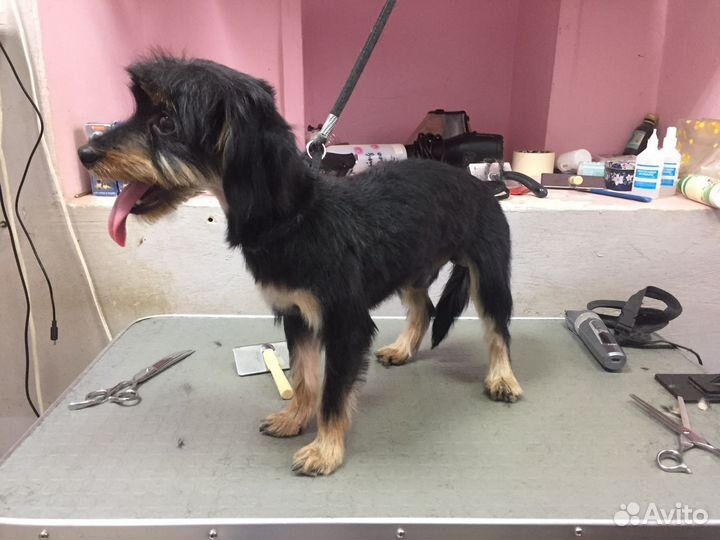 Груминг стрижка собак и кошек от