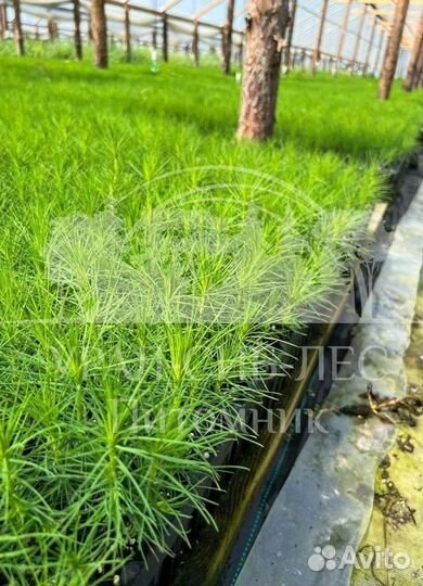 Голубая ель с зкс сеянцы