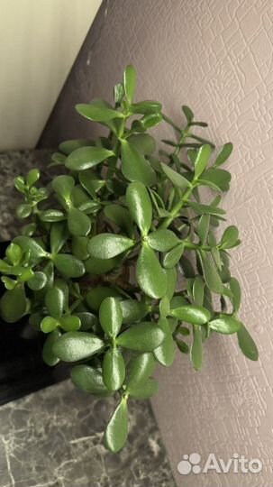 Денежное дерево толстянка крассула