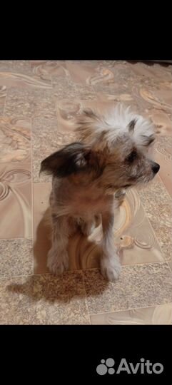 Голая хохлатая