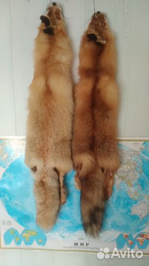 Мех лисы, шкурки лисицы