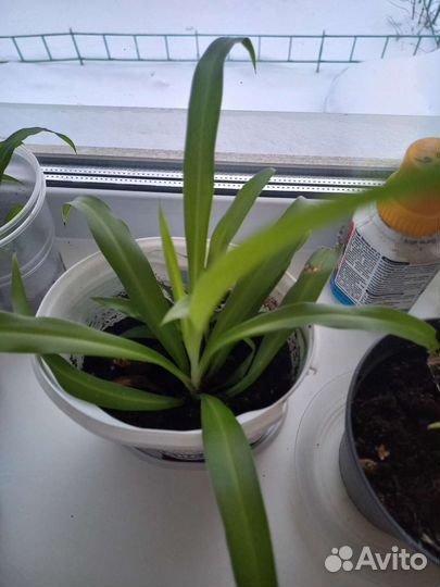 Хлорофитум