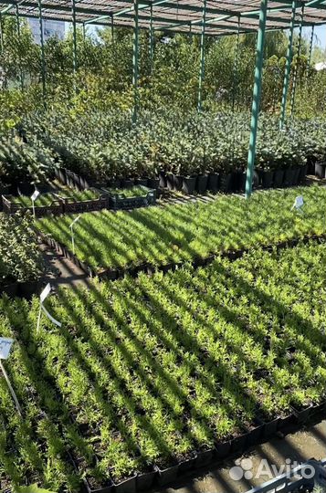 Питомник экзотических и уличных растений,подарки