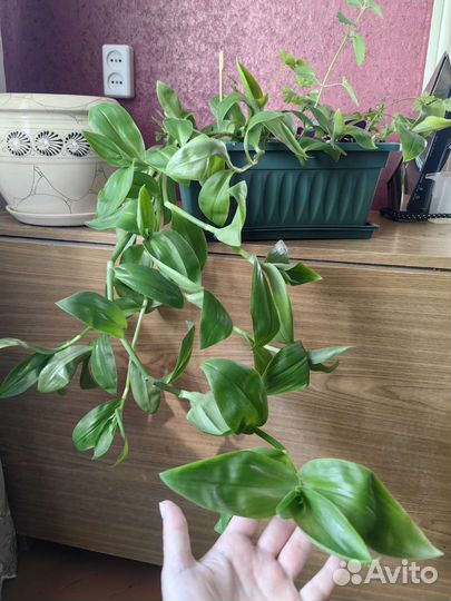 Традесканция, мята, зебрина в одном горшке ассорти