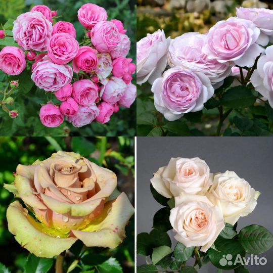 Продажа саженцев роз