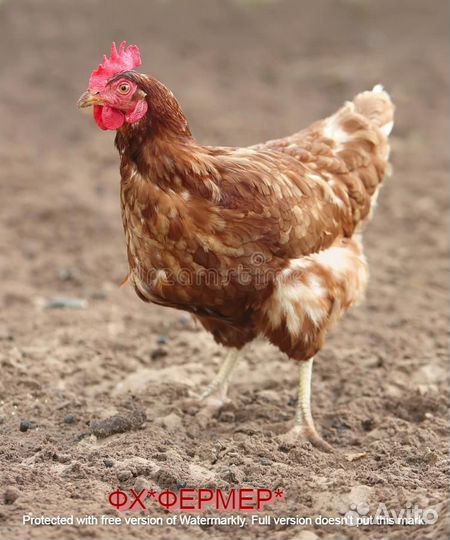 Несушки фермерские