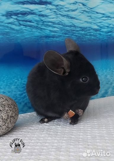 Шиншиллы по кличке Лин, два брата Лонг и Лот