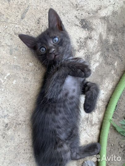 Котята бесплатно