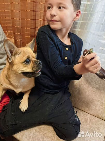 Отдам щенков, приходите и выбирайте