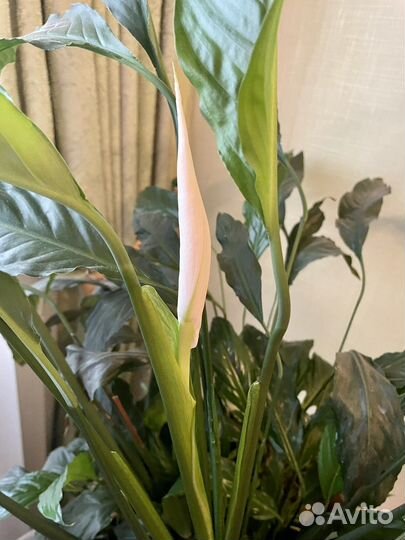 Большой Спатифиллум (90 см)