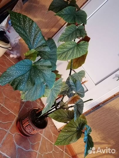 Бегония коралловая