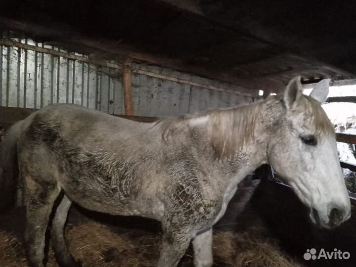 Заготовитель крс