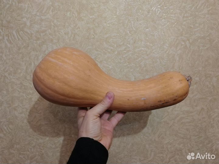 Семена тыквы: