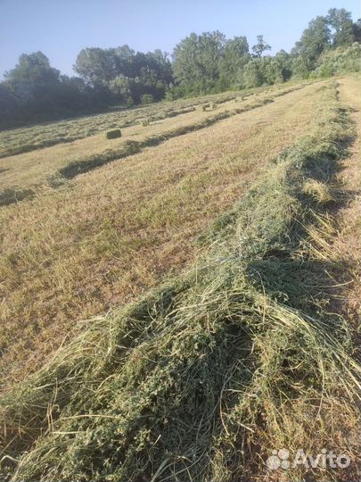 Люцерна сено